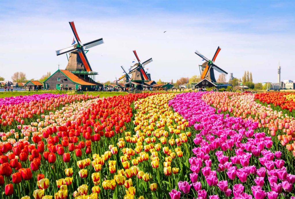 Tulip Mania: Exploring Dutch Flower Traditions and Festivals